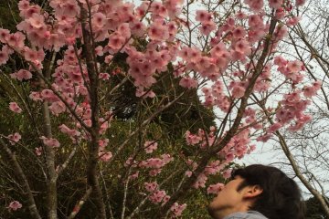 The cherry blossoms have a sweet fragrance. 