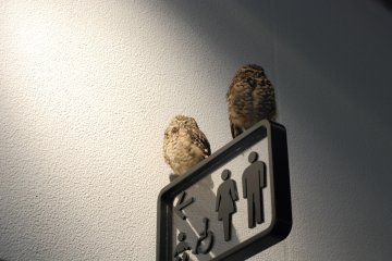 Owls love the washroom