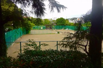 <p>Tennis courts surrounded by big Himalayan cedars</p>