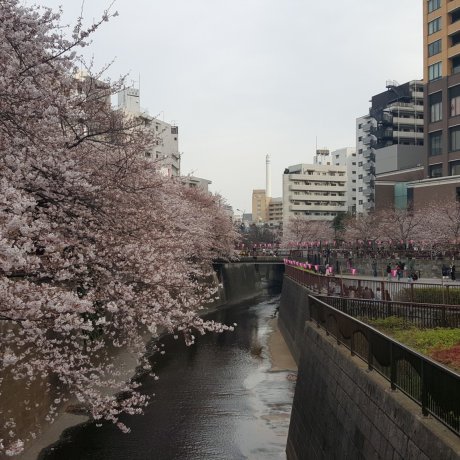 Hoa anh đào trên sông Meguro 