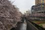 Hoa anh đào trên sông Meguro 