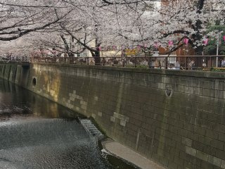 A tunnel of sakura