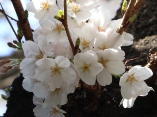 Des sakura complétement fleuris 
