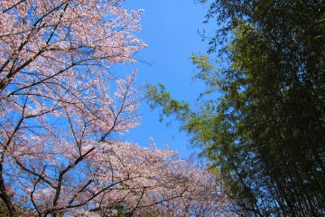 Looked up and I’m greeted with this beautiful sight of  cherry blossoms and bamboo leaves. 