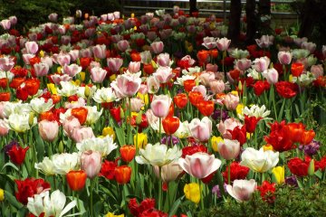  Yokohama Park - Mixed Tulips