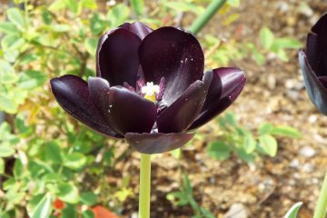 Harbor View Park - Black Tulip