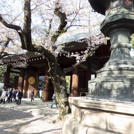 Hoa anh đào ở đền Yasukuni