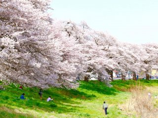 春の陽気のもと桜の木陰でのんびり