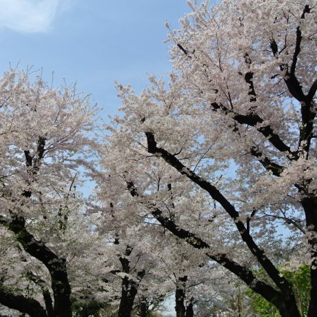 Cherry Blossoms of Asukayama Park