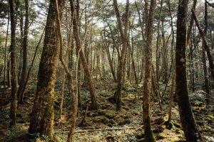 Trip to Aokigahara Forest