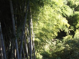 Ada banyak pohon bambu