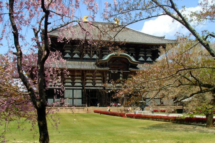 Le Daibutsu-den (salle du grand Bouddha) au printemps