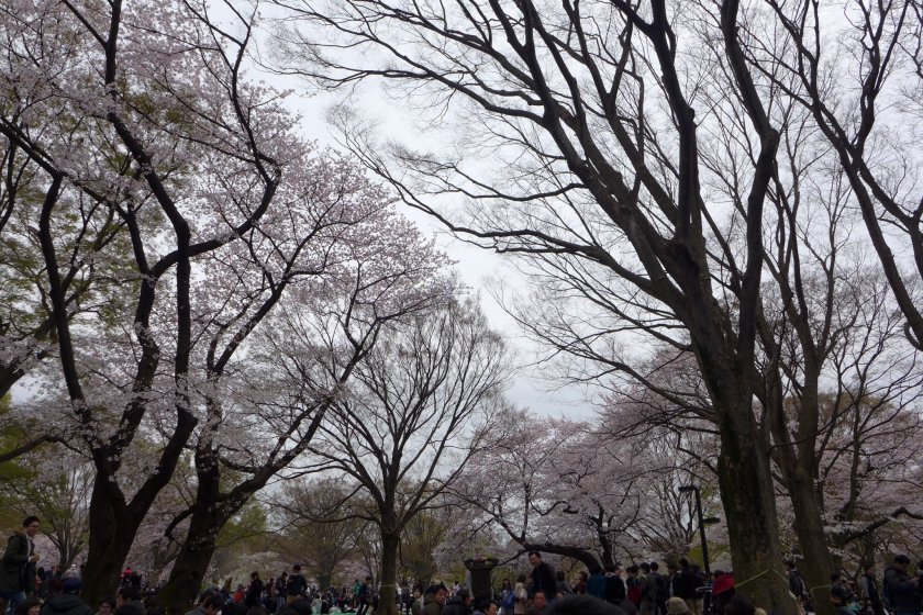 #ShareTheSakura Hoa anh đào tại công viên Yoyogi, Tokyo