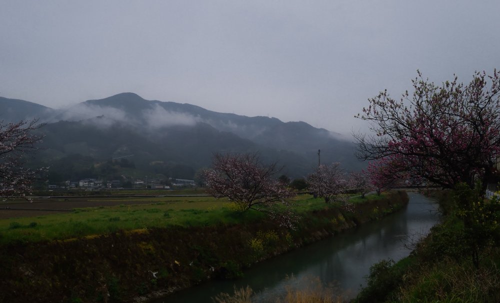 生比奈は桜と雛飾りでも有名な集落