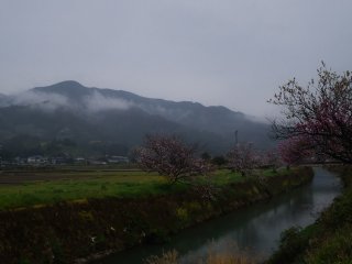 Ikuhina là ngôi làng nổi tiếng với hoa anh đào và búp bê Hina