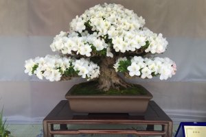 A pristine, white satsuki resembling a larger tree