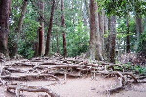 Tangled tree roots covering the Kurama-Kibune trail make for some mystical atmosphere in twilight