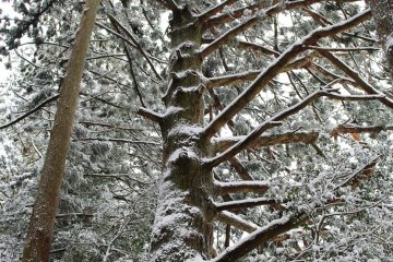 Under snow, the forest canopy carries an entirely different feel