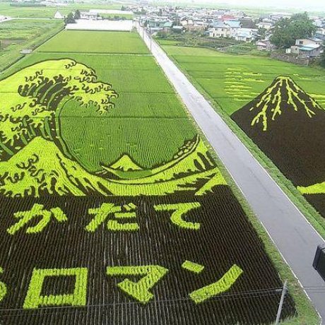 The Autumn Rice Field Art of Aomori