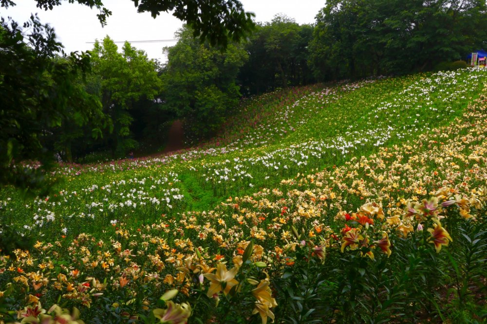 A Lily field.