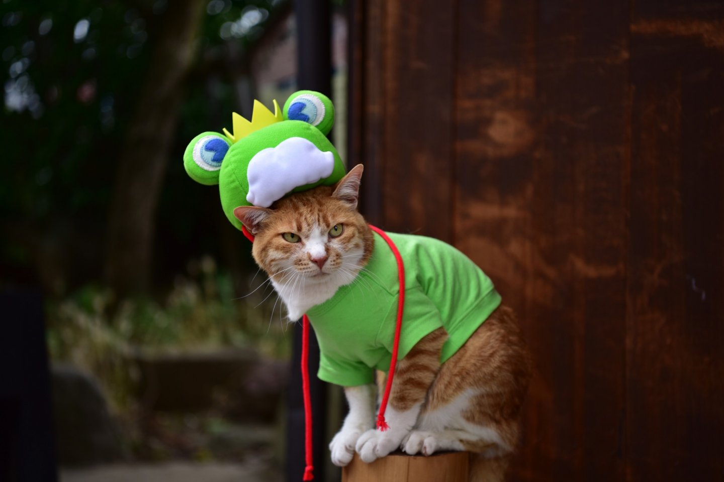 The star of the festival: cat frog