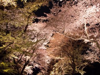 Marcher sous les sakura la nuit procurait une autre sorte de magie