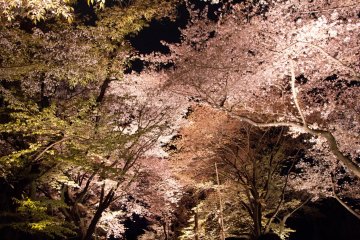 It was a different kind of magical to walk under sakura at night
