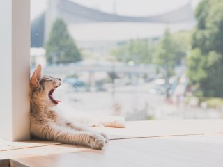 Sunday morning yawns