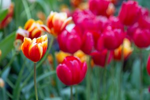 Huis Ten Bosch nổi tiếng với cánh đồng hoa Tulip