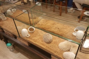 The cafe has a variety of hedgehogs