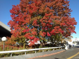 Maple tree turns red color during autumn times.