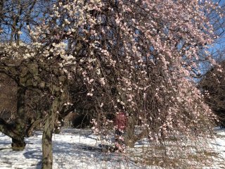 Plum tree blossoms after snowing.