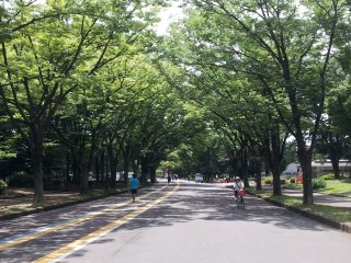 The jogging course in summer under the beautiful Zelkova trees in the park.
