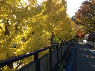 Ginkgo side of cycling course turning yellow in Autumn.
