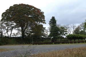 Once upon a time, Tanagura Castle stood here. In the background is another promising zelkova serrata