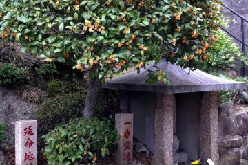 Источающая приятный аромат "киммокусэй" - пахучая олива, на входе в храм