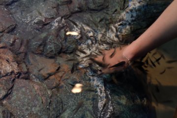 There is a place where you are able to stick your hand to play with the fish and they like to nibble on your hand.