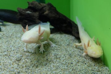 The albino salamander