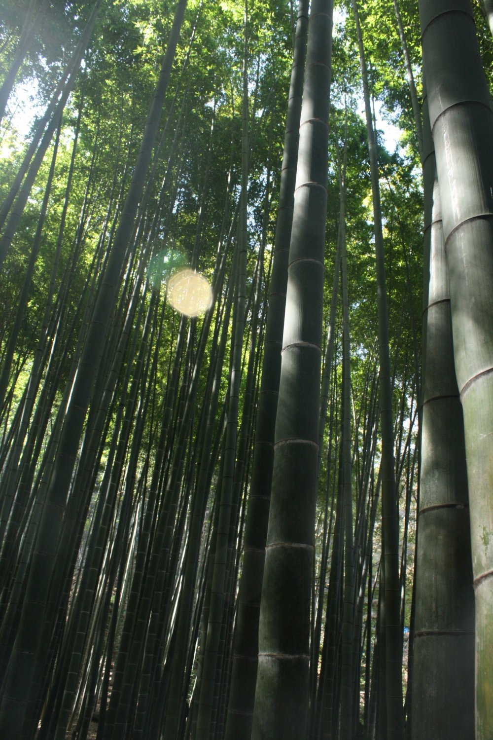  Taman  Bambu  di Dekat Tokyo Kanagawa Japan Travel