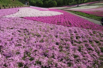 Розовая мечта в парке Хицудзияма