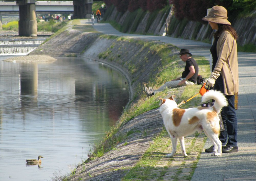 Con đường ven bờ sông Kamo là nơi đi dạo yêu thích của cư dân Kyoto