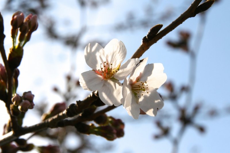 A couple of sakura blooms and more on the way at the Imperial Palace.
