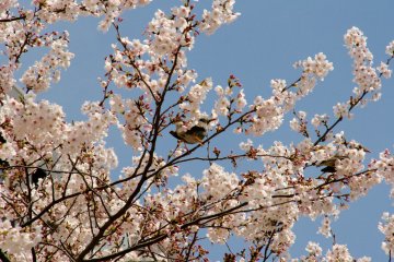 벚꽃나무에 새 한마리가 앉아 있다