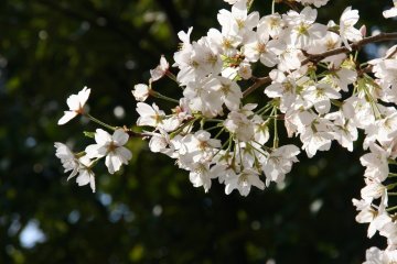 황궁 주변에 핀 벚꽃이 달린 나뭇가지