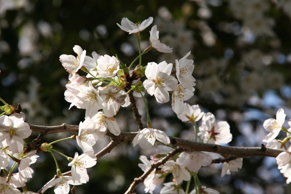 76 Gambar Ranting Bunga Sakura Paling Keren