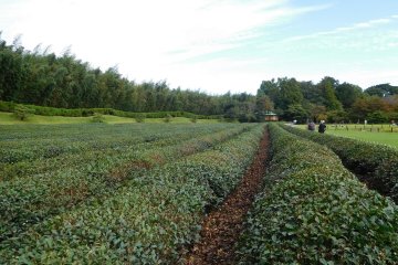 Tea plantation in Korakuen Gardens