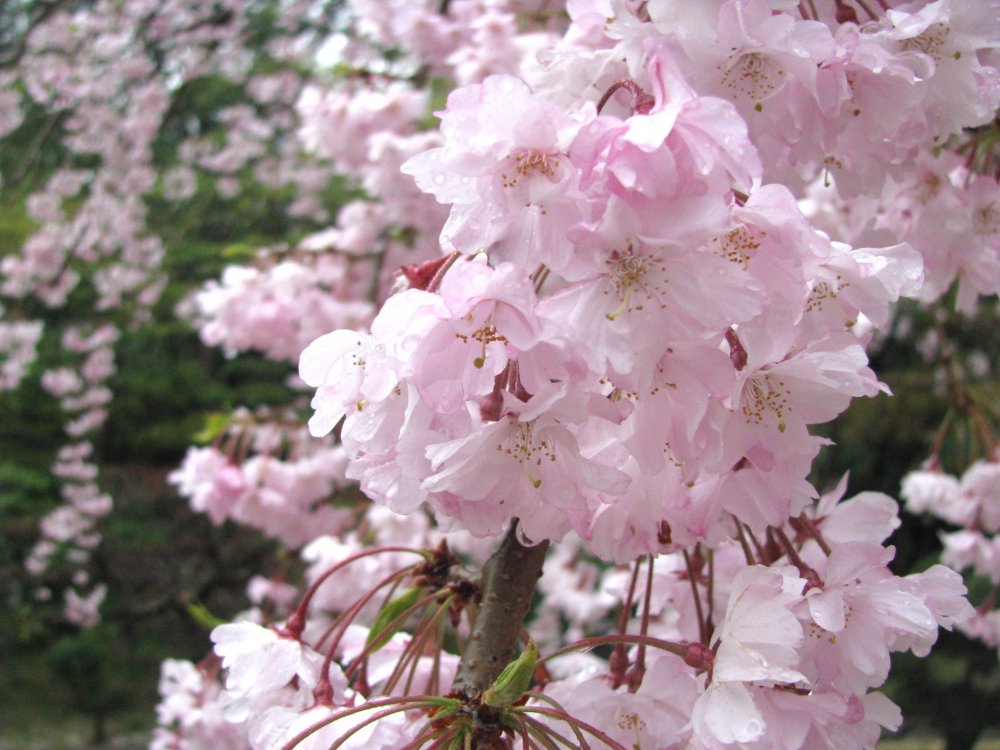 Sakura sangat indah walaupun di saat hujan
