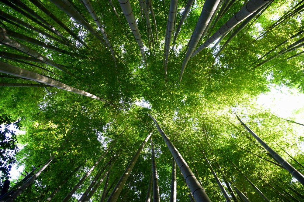 Pohon bambu yang tinggi