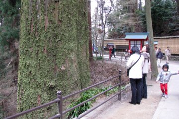 Many trees at Takaosan are really old and huge!