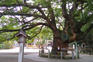 Grand old tree of Oasahiko